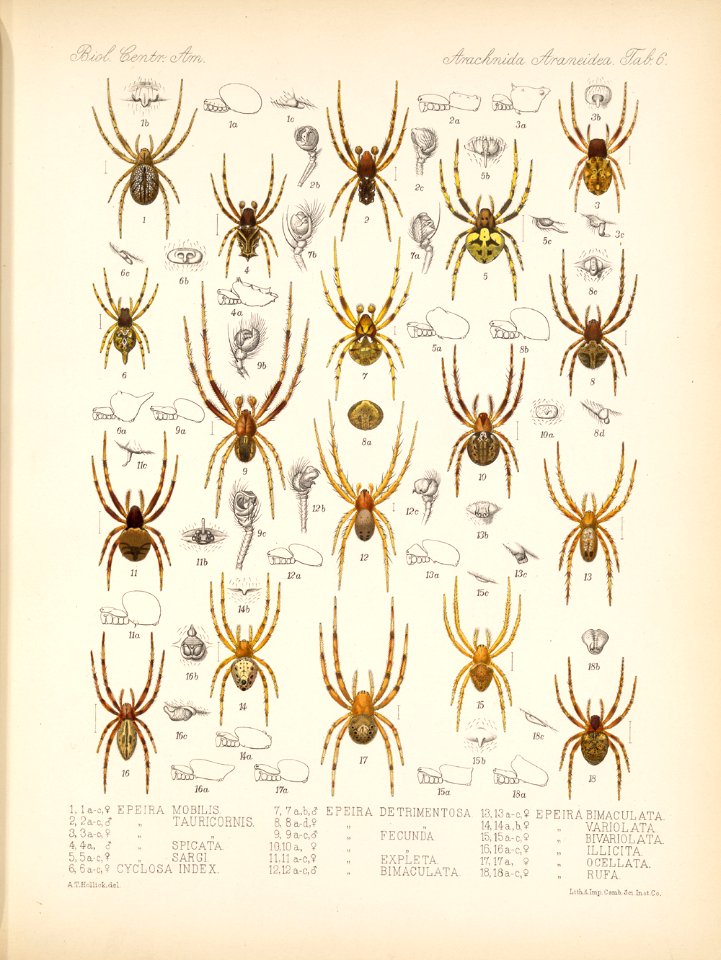 Arachnida Araneidea Vol 1 Table 6
