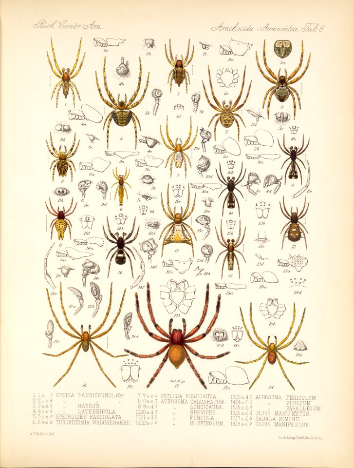 Arachnida Araneidea Vol 1 Table 8