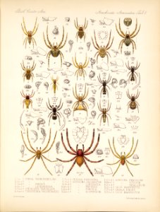 Arachnida Araneidea Vol 1 Table 8