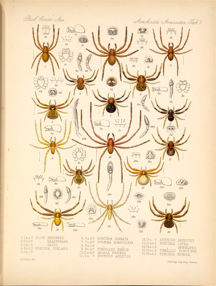 Arachnida Araneidea Vol 1 Table 9