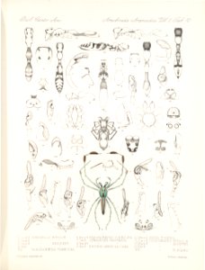 Arachnida Araneidea Vol 2 Table 12