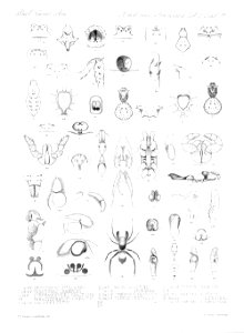 Arachnida Araneidea Vol 2 Table 11