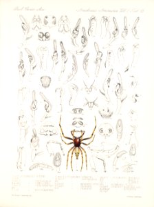 Arachnida Araneidea Vol 2 Table 13