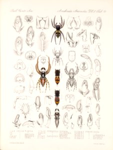 Arachnida Araneidea Vol 2 Table 18