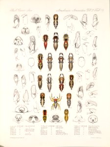 Arachnida Araneidea Vol 2 Table 19