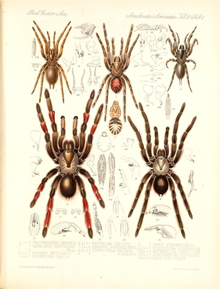Arachnida Araneidea Vol 2 Table 2