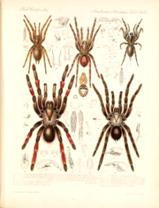 Arachnida Araneidea Vol 2 Table 2