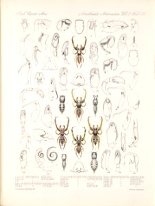 Arachnida Araneidea Vol 2 Table 23