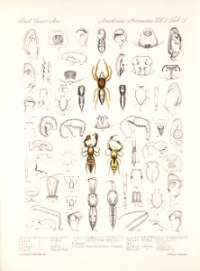Arachnida Araneidea Vol 2 Table 22
