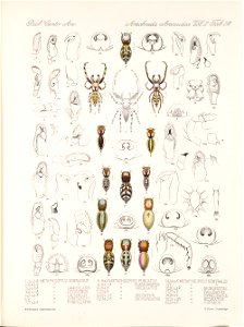 Arachnida Araneidea Vol 2 Table 24