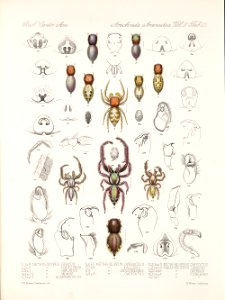 Arachnida Araneidea Vol 2 Table 25