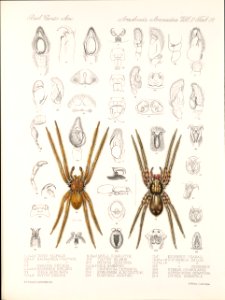Arachnida Araneidea Vol 2 Table 29