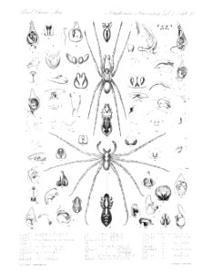 Arachnida Araneidea Vol 2 Table 30