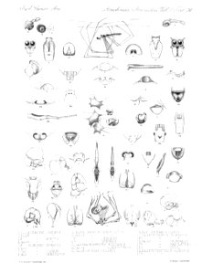 Arachnida Araneidea Vol 2 Table 34