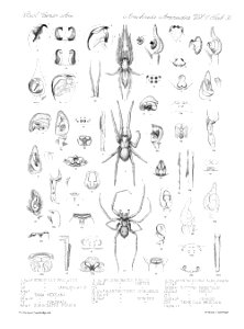 Arachnida Araneidea Vol 2 Table 33