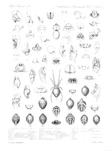 Arachnida Araneidea Vol 2 Table 35