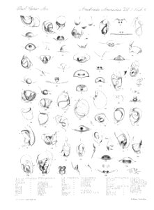 Arachnida Araneidea Vol 2 Table 36