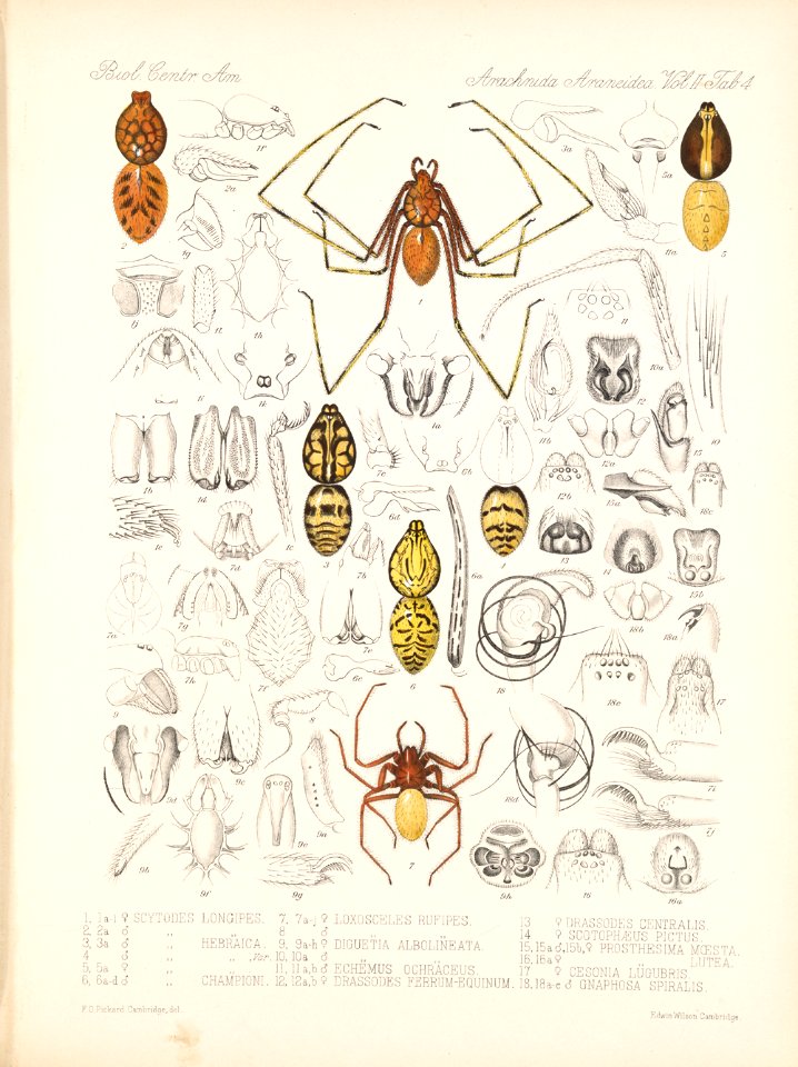 Arachnida Araneidea Vol 2 Table 4