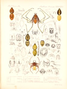 Arachnida Araneidea Vol 2 Table 4
