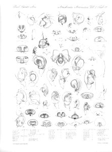 Arachnida Araneidea Vol 2 Table 39
