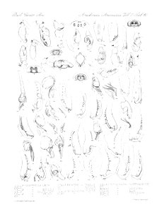 Arachnida Araneidea Vol 2 Table 40