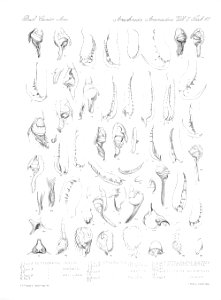 Arachnida Araneidea Vol 2 Table 41