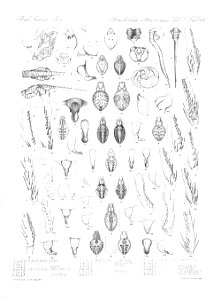 Arachnida Araneidea Vol 2 Table 44