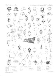 Arachnida Araneidea Vol 2 Table 46