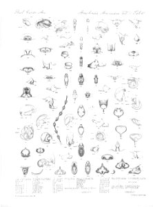 Arachnida Araneidea Vol 2 Table 47