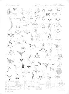 Arachnida Araneidea Vol 2 Table 51