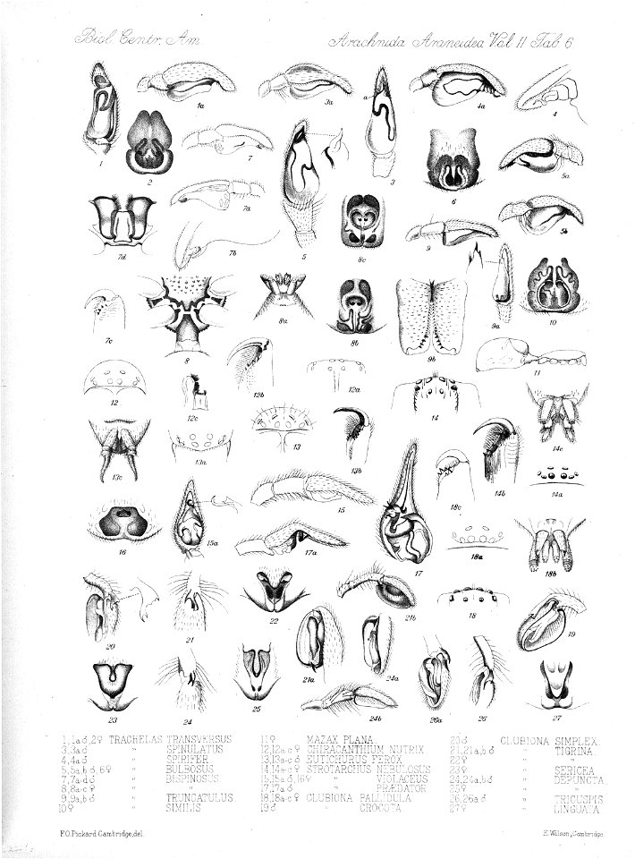 Arachnida Araneidea Vol 2 Table 6