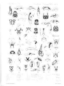 Arachnida Araneidea Vol 2 Table 6