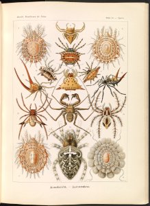 Arachnida. - Spinnentiere LCCN2015648948