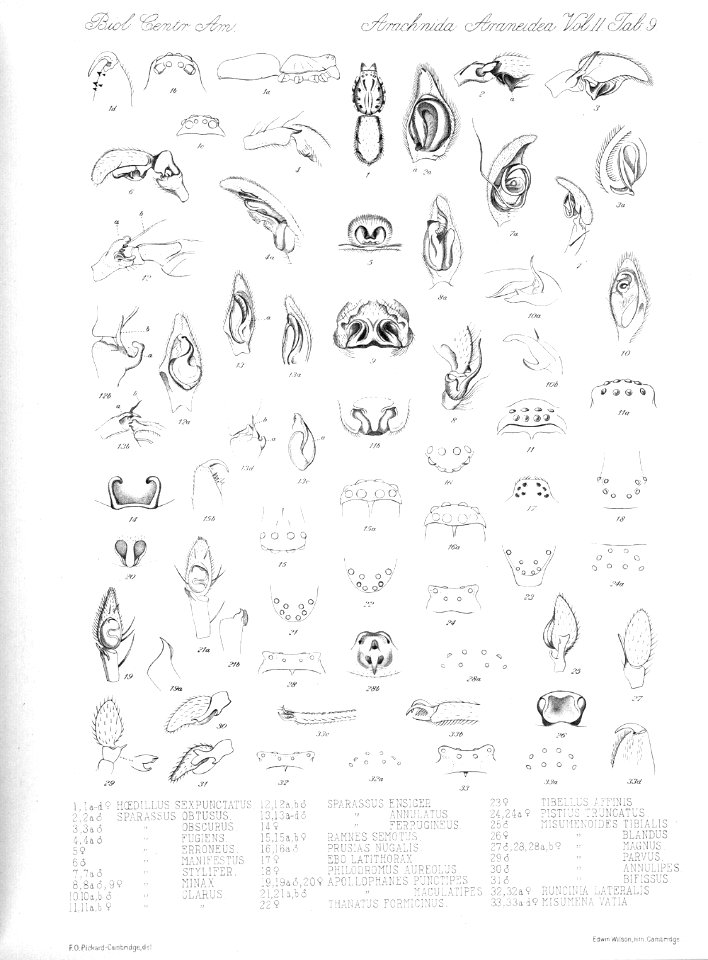 Arachnida Araneidea Vol 2 Table 9