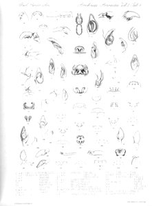 Arachnida Araneidea Vol 2 Table 9