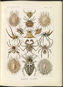 Arachnida. - Spinnentiere LCCN2015648948