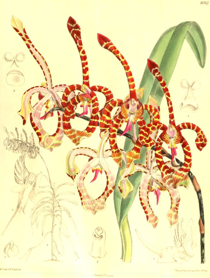 Arachnis annamensis (as Arachnanthe annamensis) - Curtis' 132 (Ser. 4 no. 2) pl. 8062 (1906)