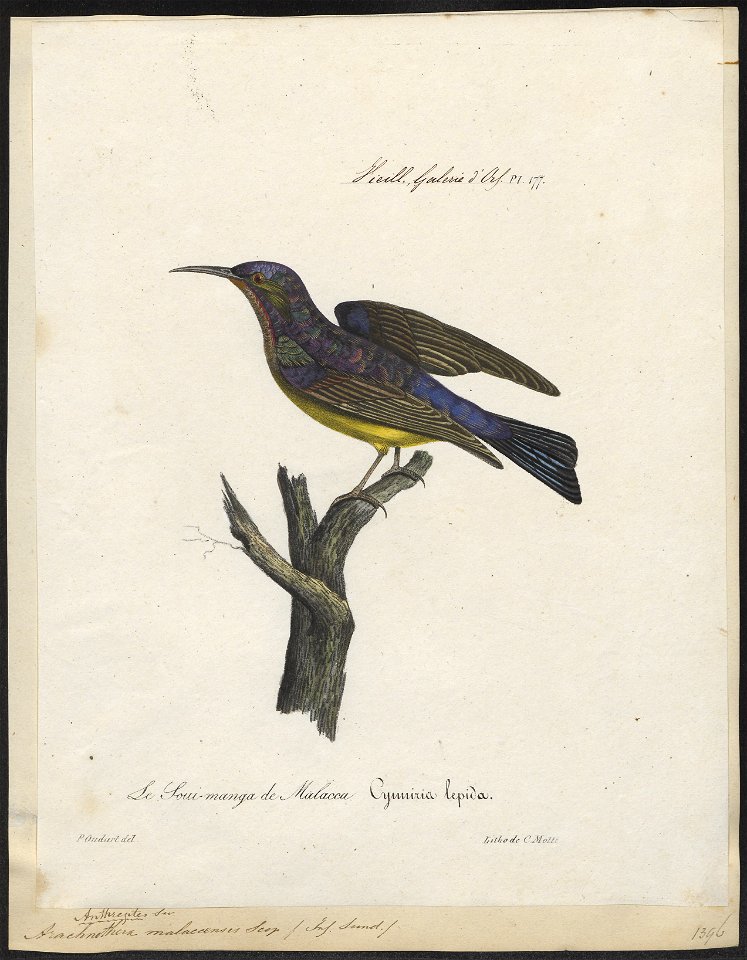Arachnothera malaccensis - 1825-1834 - Print - Iconographia Zoologica - Special Collections University of Amsterdam - UBA01 IZ19000213