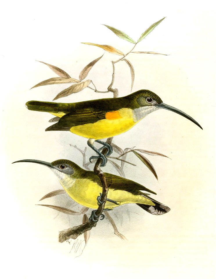 Arachnothera longirostra Keulemans