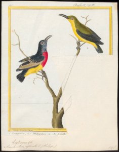 Arachnothera sperata - 1700-1880 - Print - Iconographia Zoologica - Special Collections University of Amsterdam - UBA01 IZ19000199