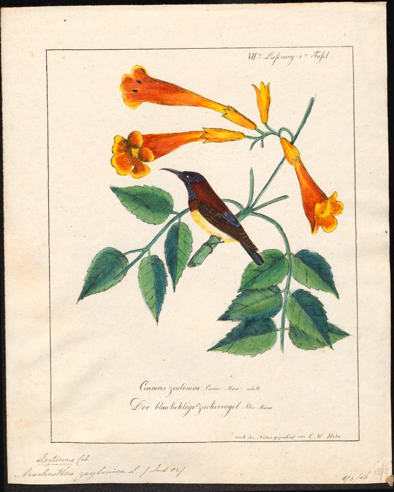 Arachnothera zeylonica - 1700-1880 - Print - Iconographia Zoologica - Special Collections University of Amsterdam - UBA01 IZ19000191
