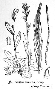 Arabis hirsuta i01