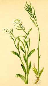 Arabis ciliata Atlas Alpenflora
