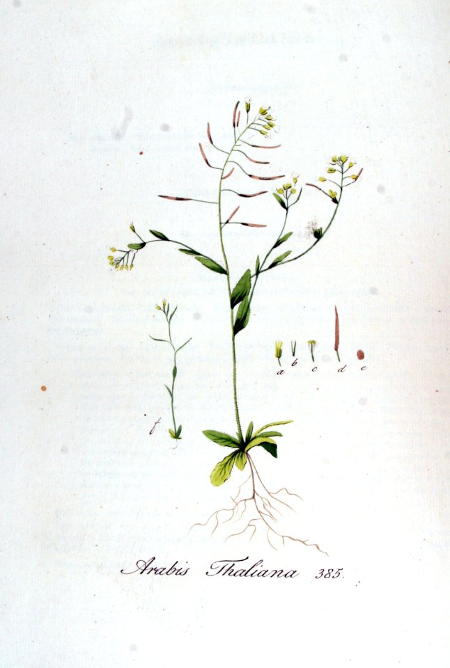 Arabis thaliana — Flora Batava — Volume v5