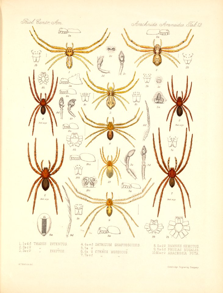 Arachnida Araneidea Vol 1 Table 13