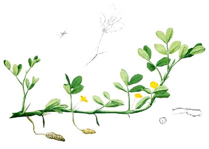 Arachis hypogaea Blanco1.157-cropped