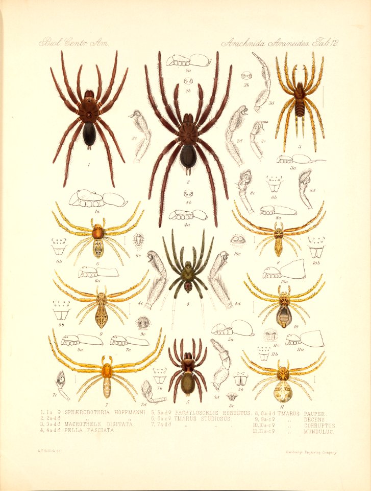 Arachnida Araneidea Vol 1 Table 12