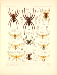 Arachnida Araneidea Vol 1 Table 12