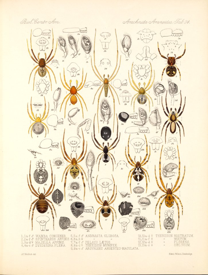Arachnida Araneidea Vol 1 Table 24