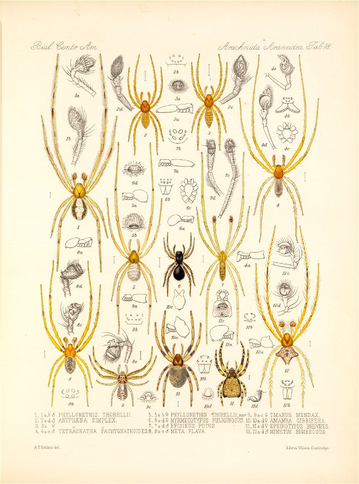 Arachnida Araneidea Vol 1 Table 18